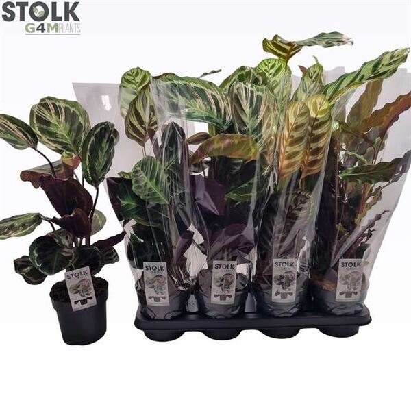 PLANTA CALATHEA Ø14CM