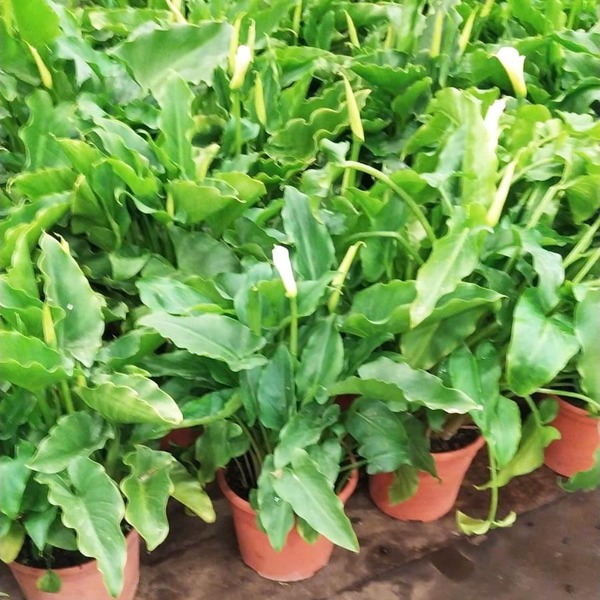 PLANTA CALA AETHIOPICA 2L ( BLANC GRAN )