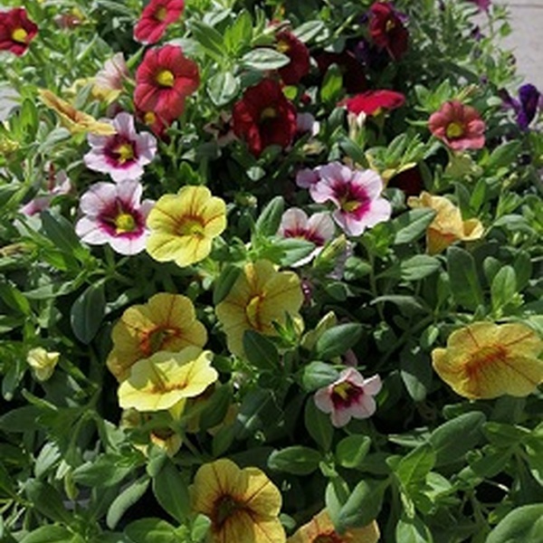 PLANTA CALIBRACHOA X 10