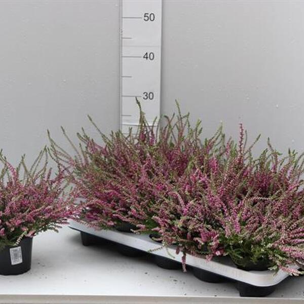 PLANTA CALLUNA ROSA / FUCSIÓS