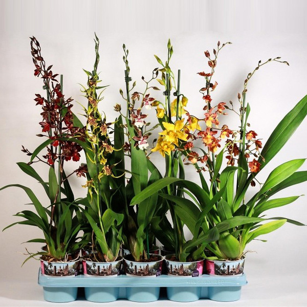 PLANTA CAMBRIA MIX 65CM