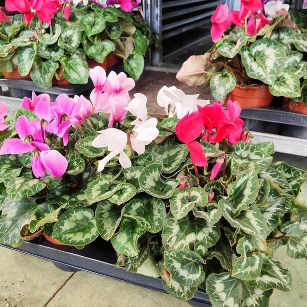 PLANTA CICLAMENT X 8 VARIADA