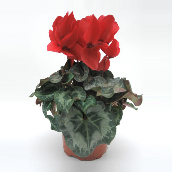 PLANTA CICLAMENT X 8 VERMELL