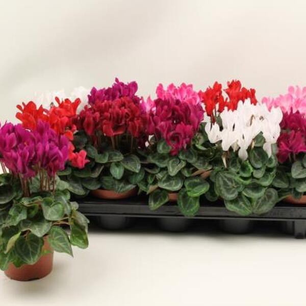 PLANTA CICLAMENT MINI X 10