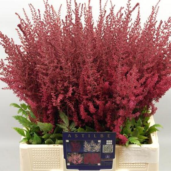 ASTILBE VERMELL *PAUL GAARDER* 70CM