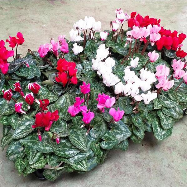 PLANTA CICLAMENT MINI X 15