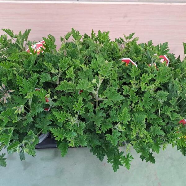 PLANTA CITRONELA *MOSQUITS*