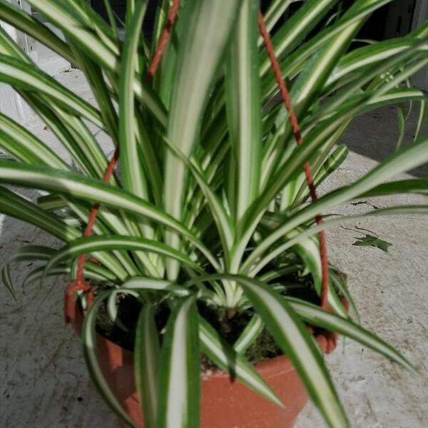 PLANTA CLOROPHITUM 18CM PENJAR