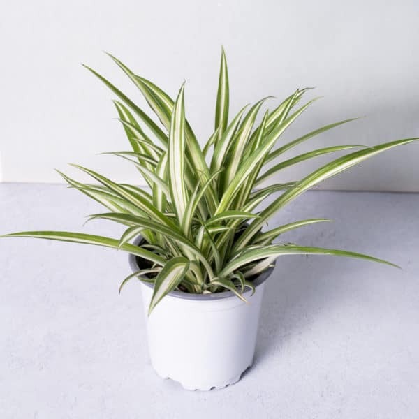 PLANTA CLOROPHITUM PETIT