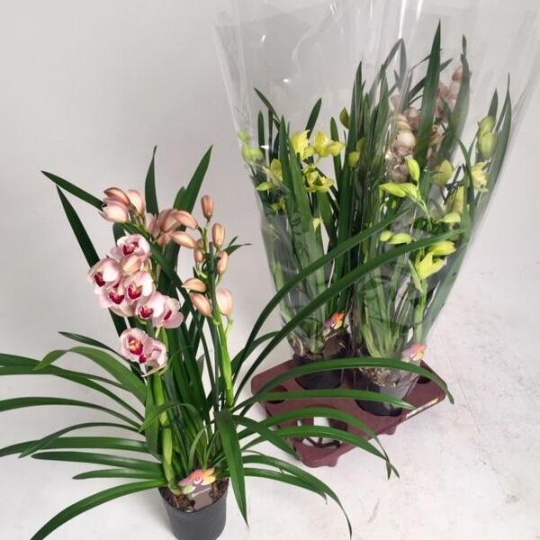 PLANTA CYMBIDIUM