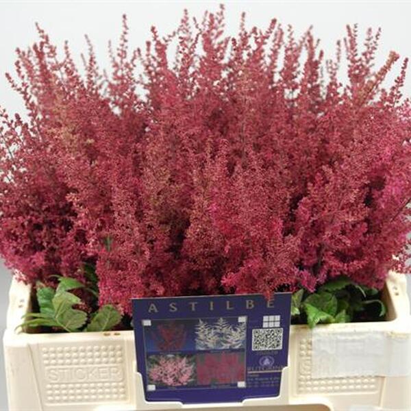 ASTILBE VERMELL *PAUL GAARDER* 55CM