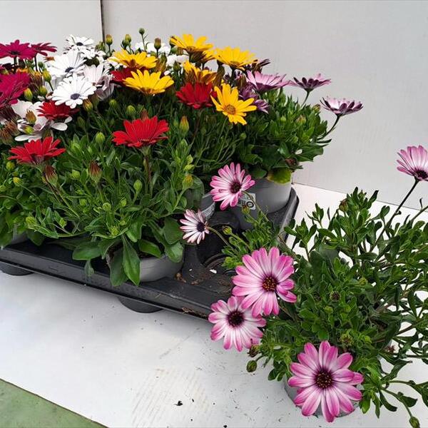 PLANTA DIMORFOTECA x 10u