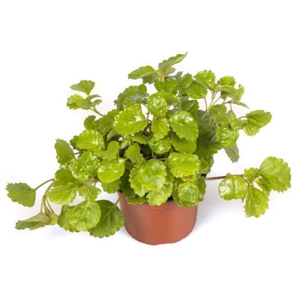 PLANTA DINERO 15 CM 