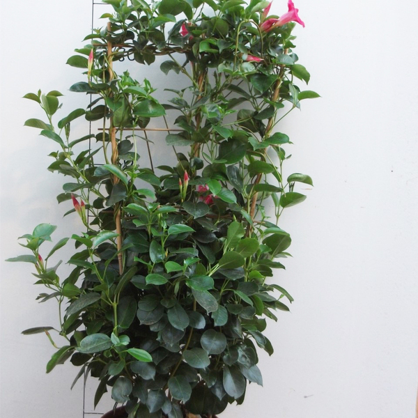 PLANTA DIPLADENIA