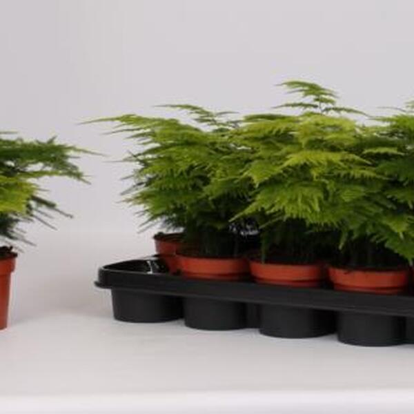 PLANTA ESPARRAGUERA T12CM 