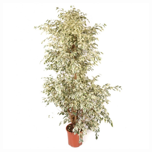 PLANTA FICUS Ø22CM TWILIGHT 150CM