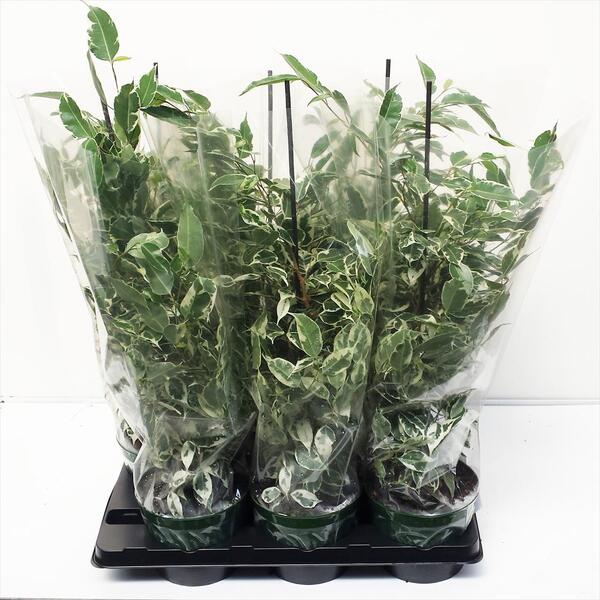 PLANTA FICUS Ø17CM BENJAMINA EXOTICA