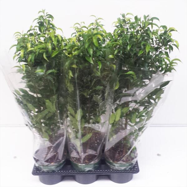 PLANTA FICUS Ø14CM