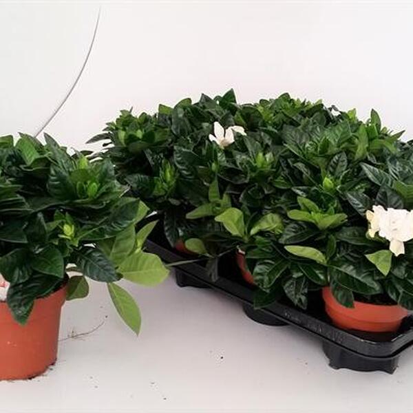 PLANTA GARDENIA
