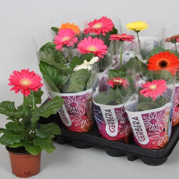 PLANTA GERBERA