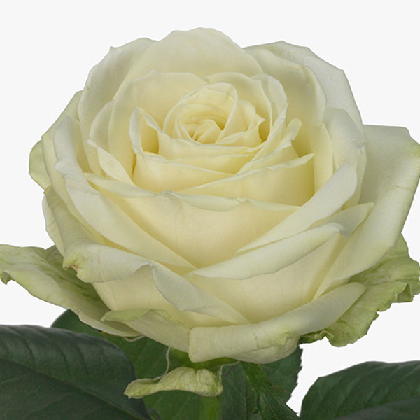 ROSA BLANC AVALANCHE 60CM