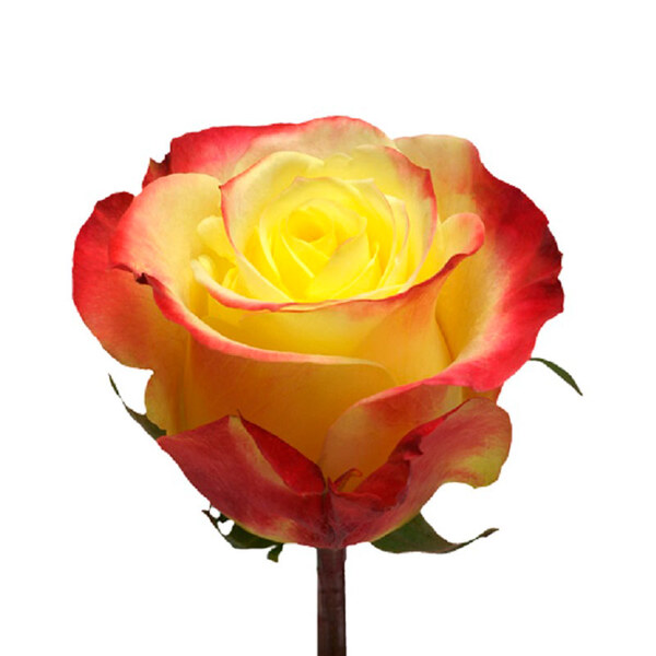 ROSA IMP. 70CM HOT MERENGUE