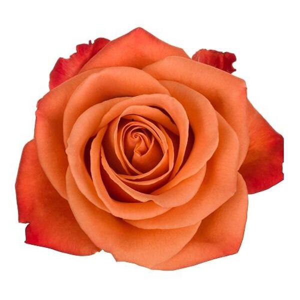 ROSA IMP. 70CM *ORANGE CRUSH*