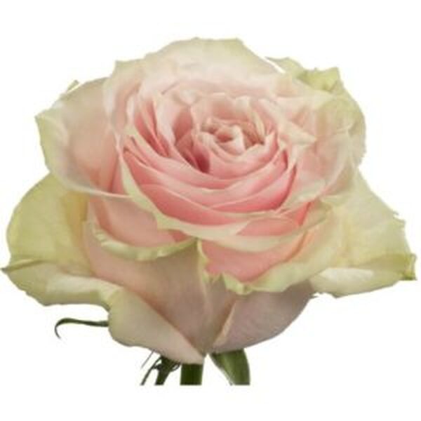 ROSA IMP. 70CM *PINK MONDIAL*