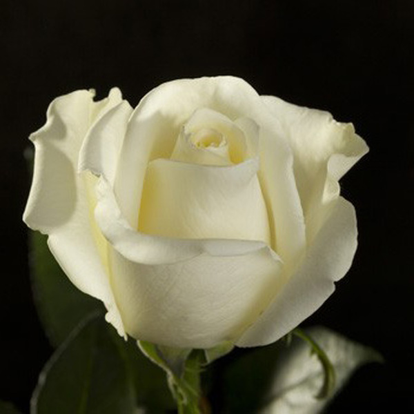 ROSA IMP. 70CM *TIBET*