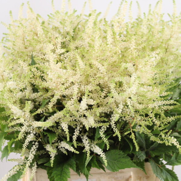 ASTILBE WHASINGTON 60CM