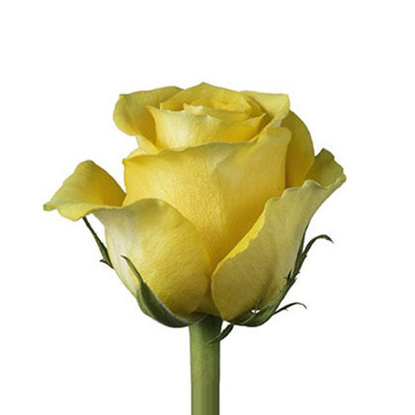 ROSA IMP. 50CM *CANARY*