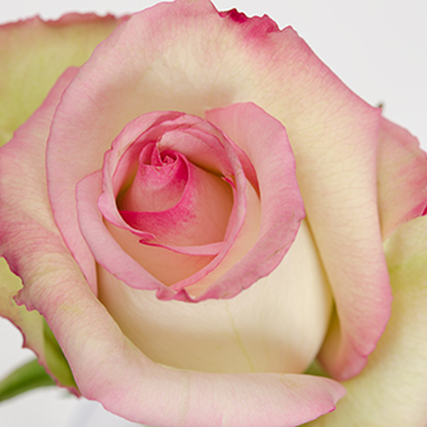 ROSA IMP. 50CM CEZANNE