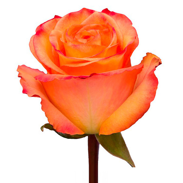 ROSA IMP. 50CM FIDJI
