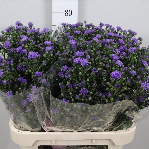 ASTER LILA