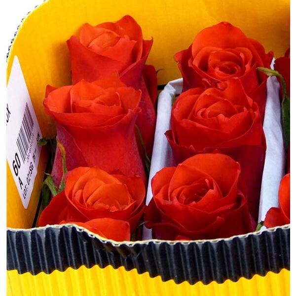 ROSA IMP. 50CM *HILUX*