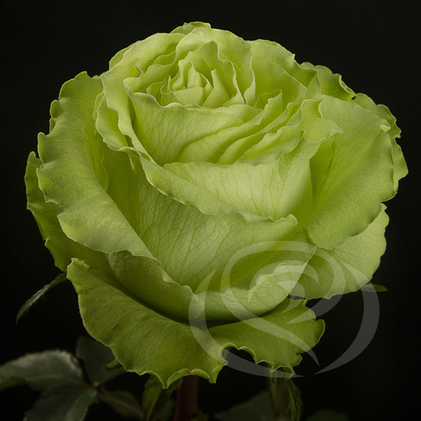 ROSA IMP. 50CM *LEMONADE*