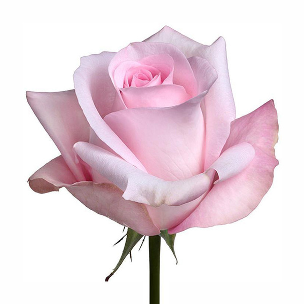 ROSA IMP. 50CM *SWEET AKITOT*