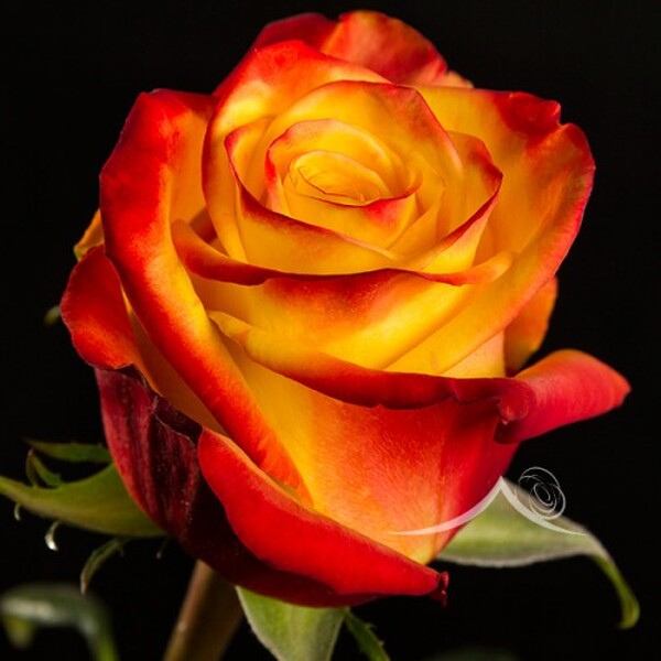 ROSA IMP. 60CM *YELLOW MAGIC*