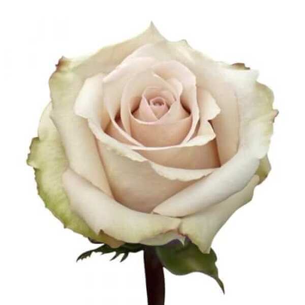 ROSA IMP. 60CM *QUICKSAND*