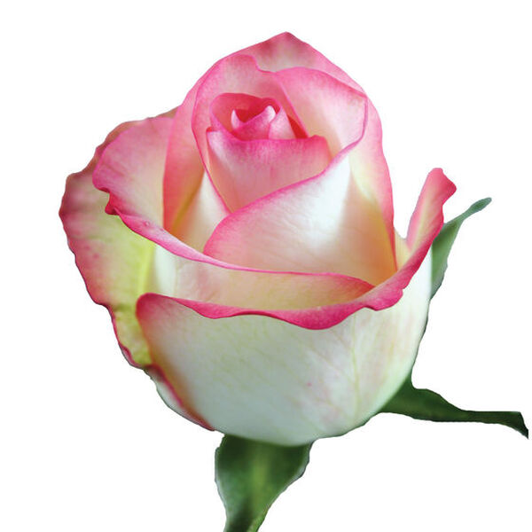 ROSA JUMILIA 55CM