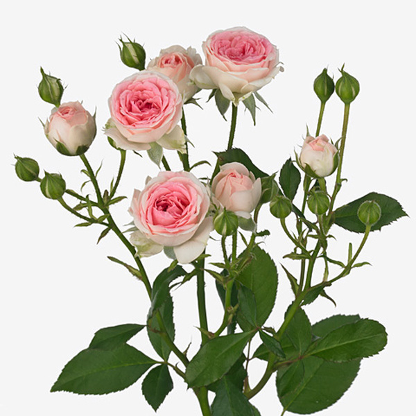 ROSA RAMIFICADA *KATE-LYNN* 40CM