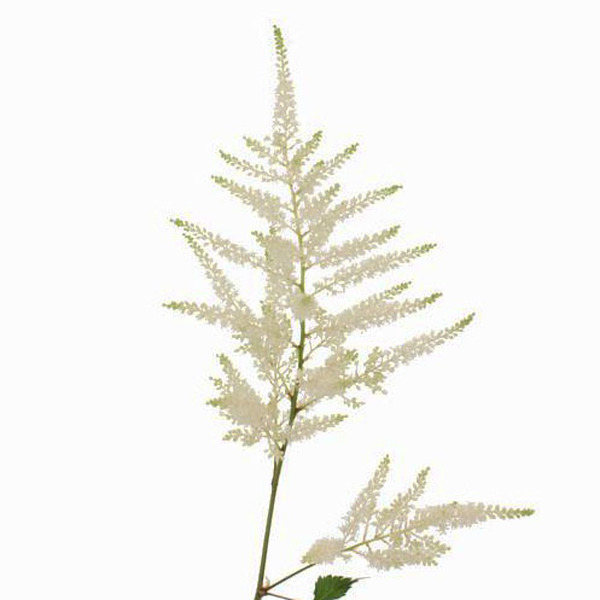ASTILBE WHASINGTON 65CM