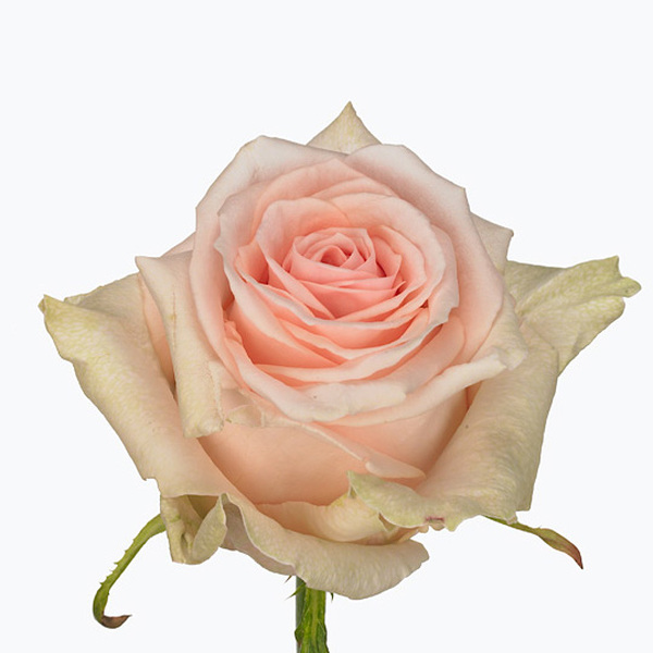 ROSA ROSA *LOVELY DOLOMITI* 60CM