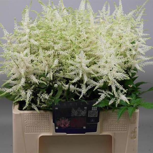 ASTILBE WHASINGTON 60CM