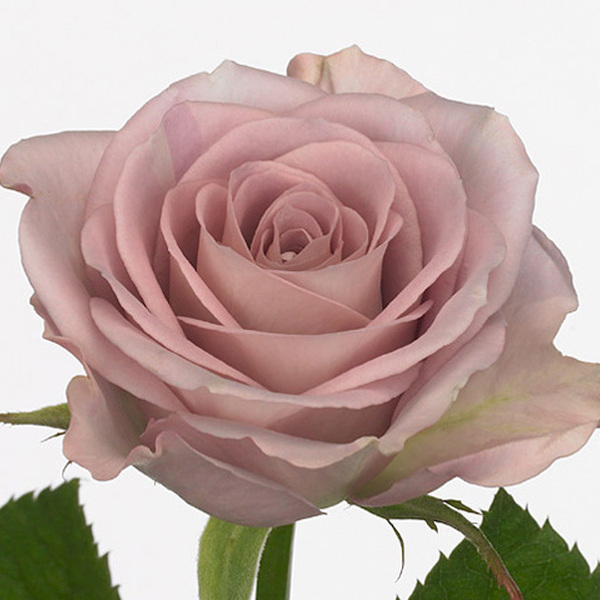 ROSA LILA *MEMORY LANE* 50CM