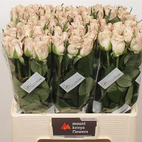 ROSA *MENTA* 60CM