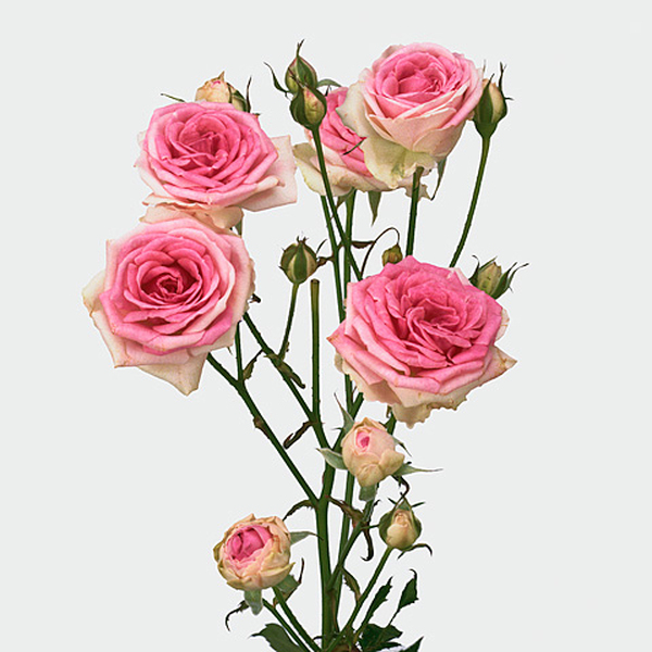 ROSA RAMIFICADA *MIMI EDEN* 40CM