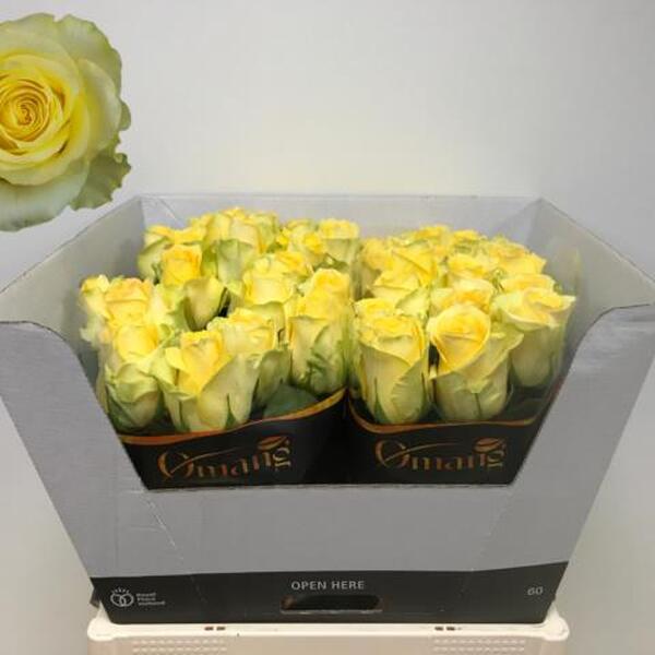 ROSA MINION ROSE 60CM