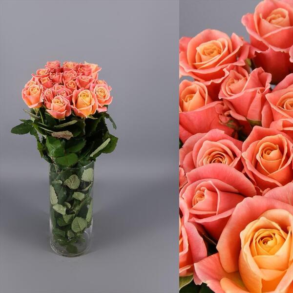 ROSA *MISS PIGGY+* 60CM