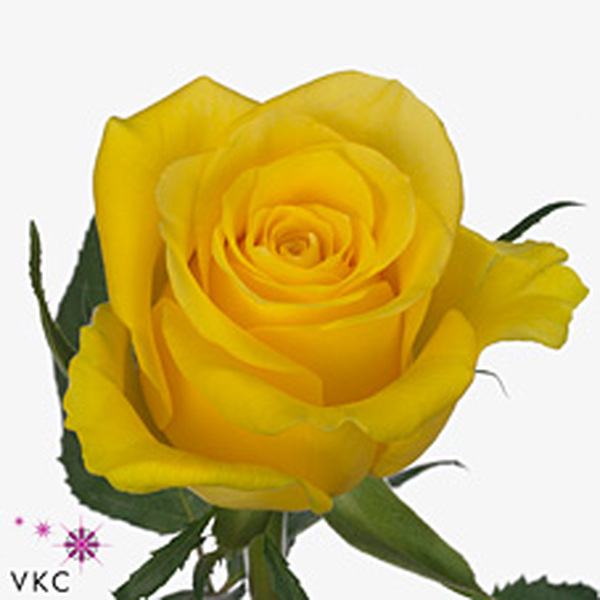 ROSA GROC *MOONWALK* 70CM